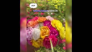 Moss Ross 15 variety 250₹ Offers Available only Website  Moss Ross offer #flowers