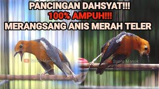 PANCINGAN ANIS MERAH TERDAHSYAT 100% AMPUH MENAIKKAN BIRAHI DENGAN SUARA ANIS YANG SATU INI