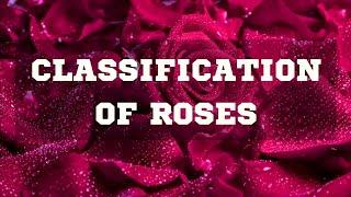 CLASSIFICATION OF ROSES  DIFFERENT TYPES OF ROSES ROSE VARIETIES  ROSE SPECIES  ROSA ROSE PLANT