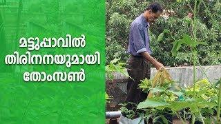 Growing Fruits on Terrace Garden  Mathrubhumi