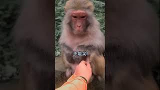 laughing monkey funny video #short #funny