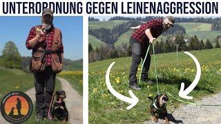 Leinenaggression das Übel bei Hundebegegnungen  Hundeschule U.B.