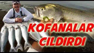 Kofana Avı - Su Ustu Kofana - Balıkavı - Topwater Bluefish