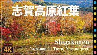 長野県の紅葉～志賀高原編（渋峠・大沼池・蓮池など）Shigakogen Autumn  Nagano pref.