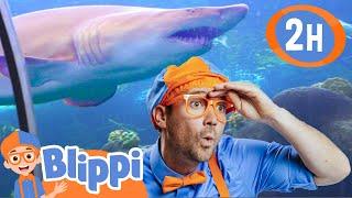 Blippi Visits an Aquarium The Florida Aquarium  2 HOURS OF BLIPPI ANIMAL VIDEOS FOR KIDS