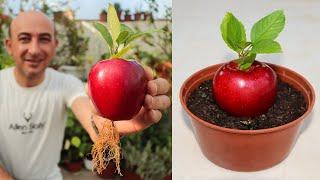 زراعة التفاح في المنزل من البذور الموجودة داخل الثمرة