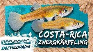 COSTA RICA ZWERGKÄRPFLING  FISCHENZYKLOPÄDIE  Zoo Zajac