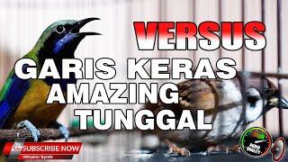 MASTERAN MURAI CUCAK IJO - GARIS KERAS CUCAK CUNGKOK FULL TEMBAKAN ISTIMEWA VS GEREJA TARUNG TUNGGAL