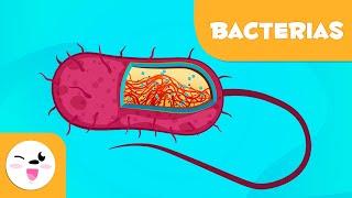 ¿Qué son las bacterias? - Ciencias para niños