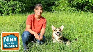 Corgi  Information für Kinder  Anna und die Haustiere