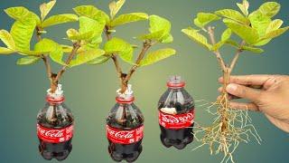 SUPER SPECIAL TECHNIQUE for propagating guava trees using cocacola super fast root stimulation