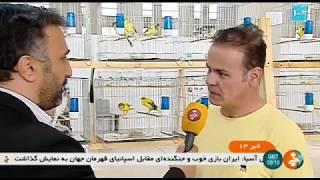 Iran Canary market report Azadegan highway Tehran city بازار قناري آزادگان تهران ايران