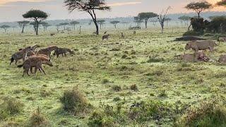 Young male lion protects his siblings from a hyena clan