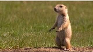 Prairie Dog Snake Alarm  American Serengeti