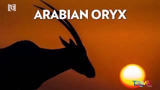 Travel Oman Arabian Oryx