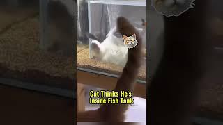 Cat Thinks He’s Inside Fish Tank  #stories #cat