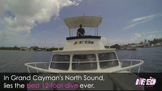 Stingray City - the best 12-foot dive