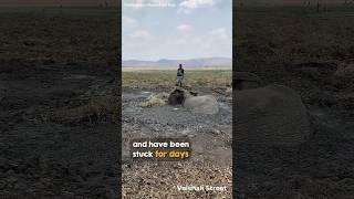 Elephant Stuck in Deep Mud for Days  #shorts #shortvideo #youtubeshorts