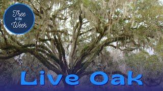 Tree of the Week Live Oak