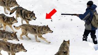 A Pack of Wolves Surrounded This Wounded Man He Thought it was Over But The Unexpected Happened...