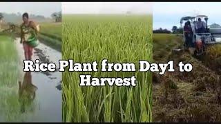Rice Growth Stage From Day 1 to Harvest - Agriculture