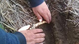 Посев подсолнечника по технологии no till.