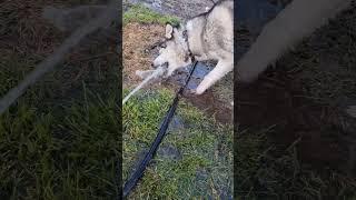 Чим би дитя не ...#сад #husky #farming