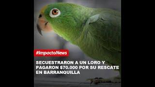 Secuestraron a un loro y pagaron $70 mil por su rescate en Barranquilla