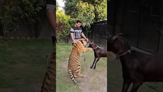 Goat Vs Tiger  Goat have no Fear from Tiger  Nouman Hassan 