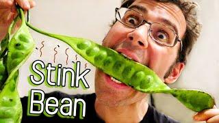 STINK BEANS - All About This Smelly Fruit Raw Cooked & Fermented Petai