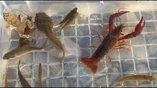 日本の川で色々な生き物を捕獲して観察。カエル、ザリガニ、魚。