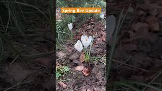 Spring Bee Keeper Update What’s going on with my hives?? #gardendesigner #savethebees