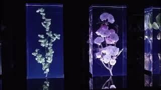 130 resin-cast flowers in art installation by Azuma Makoto