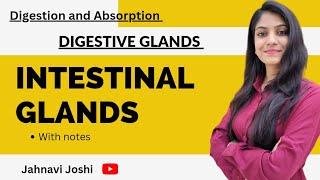 Intestinal glands  Digestive Glands