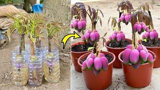 Unique Skill Grafting Mango tree In a water bottle Using Oranges  Boost Root For Get a lot of fruits