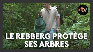 Le Rebberg se mobilise pour son patrimoine arboré