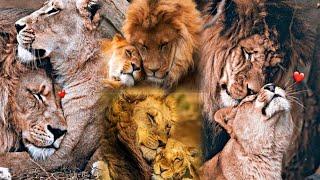 Beautiful Lion Couple Whatsapp status  Lion love Whatsapp status  lion Status