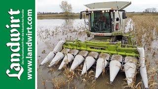 Maisernte im Schlamm mit Claas Lexion 760 Terra Trac  landwirt.com