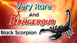 How Scorpion attacks ?   Exclusive video