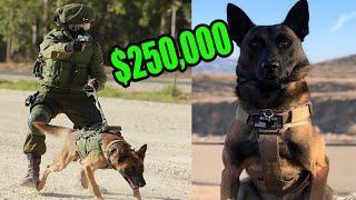 This is What a $250000 Elite Protection Dog Look like