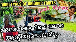 Malayali aunty owns the largest organic fruit farm in Americaexotic fruitsKerala style farming