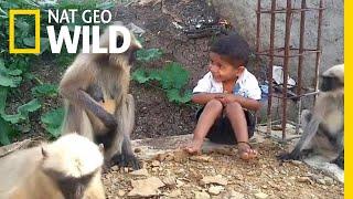 Boy and Wild Monkeys Make Unlikely Friends  Nat Geo Wild