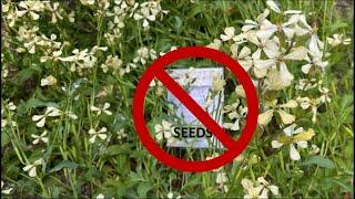 Why I Haven’t Bought Seeds in Years Tips on Saving Salad Green Seeds