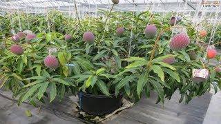 Mango Tree Bonsai - Most Amazing Fruits Farming Technique