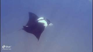 Beautiful Manta Ray flying in the water