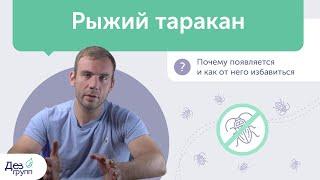 Рыжий таракан почему появляется и как от него избавиться