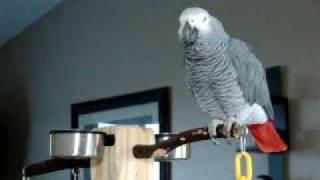 Larry the parrot dials an imaginary phone number rambles a little then starts laughing.