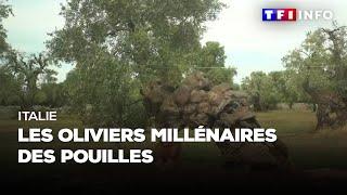 Italie  les oliviers millénaires des Pouilles