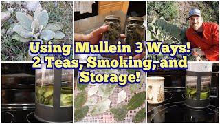 3 Ways to Use Mullein - Fresh Leaf Tea Dry Leaf Tea and Smoking and Harvesting Drying and Storage