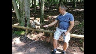 Montagne des Singes - Wir füttern Berberaffen auf dem Affenberg